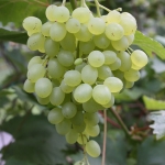 rusbol grapes.jpg